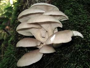 Oyster Mushrooms